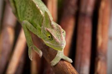 Green chameleon on bamboo background