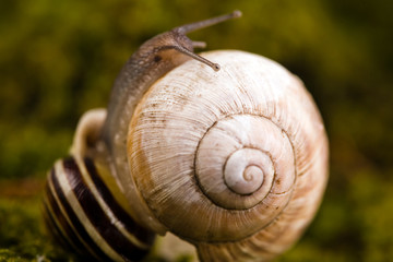 Macro of snail in it's natural background