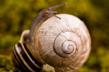 Macro of snail in it's natural background
