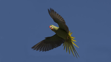 Alexandrine Parakeet (Psittacula eupatria) flying blue background,Bird in Thailand