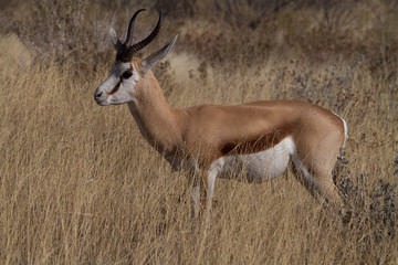 Springbok