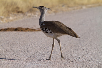 bustard crossing