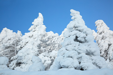 Fototapeta na wymiar Winter in Alps