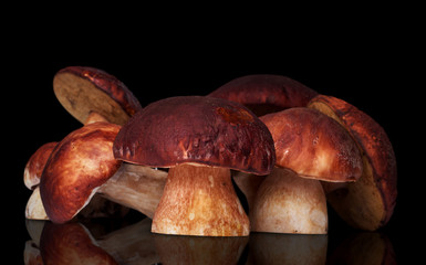 many white mushrooms isolated