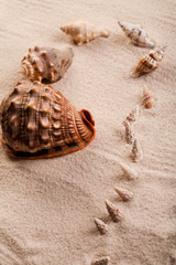 Close up of seashells on sand. 
