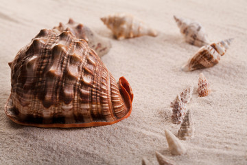 Fototapeta na wymiar Close up of seashells on sand. 