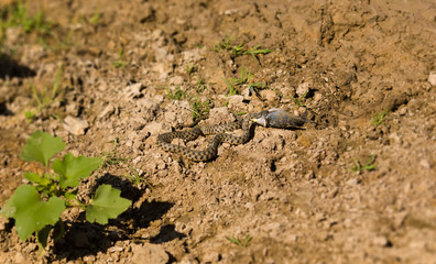 Snake eating a fish in the Volga Delta, Astrakhan, Russia  