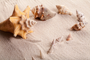 Fototapeta na wymiar Close up of seashells on sand. 