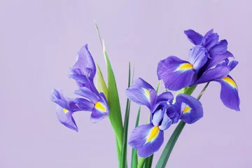 Papier Peint photo Lavable Iris Carte de voeux avec des fleurs d& 39 iris de printemps.
