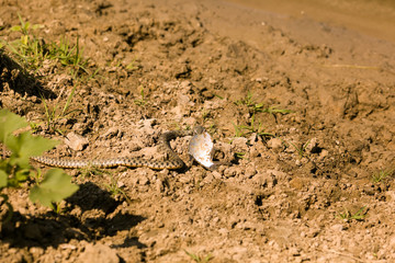 Snake eating a fish in the Volga Delta, Astrakhan, Russia  