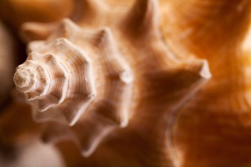 Obraz na płótnie Canvas Close up of seashells on sand. 