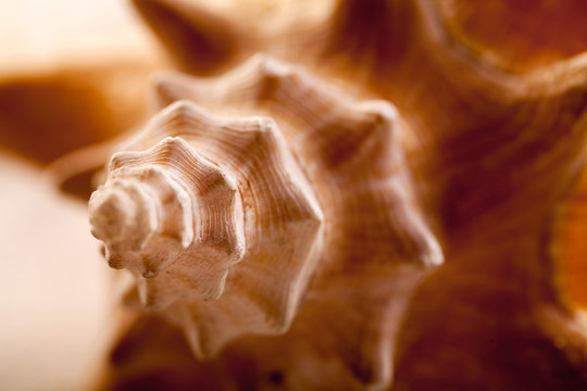 Close up of seashells on sand. 