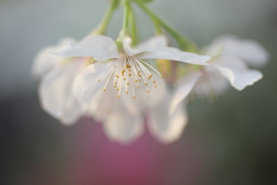 Fototapeta 一房の山桜