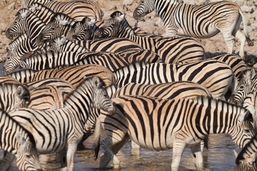 Obraz na płótnie Canvas Zebras in Etosha