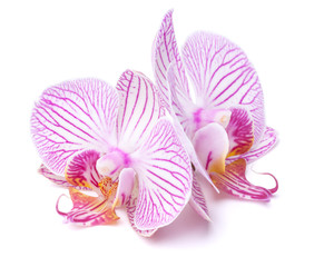 two orchid flower with stripes