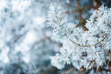 Frozen coniferous branches in white winter. Winter background. Close-up.