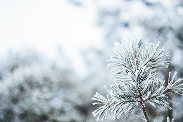 Snow covered branches at sunset with frost during winter. Winter background. Close-up.
