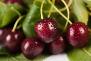 Natural fresh cherries with water drops