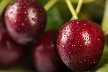 Natural fresh cherries with water drops