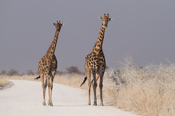 two girafe on the road