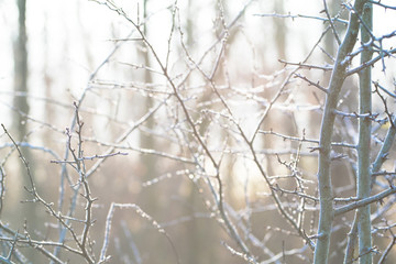 Winter scene through bare tree branches