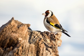 European Goldfinch , Carduelis carduelis, sitting on a branch. Snow in the background. Europe, country Slovakia.