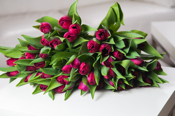 Bunch of purple tulips on a white background