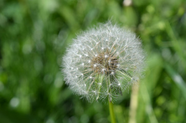 dandelion