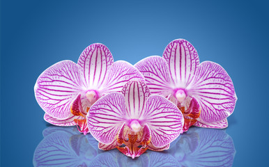 three orchid flower with stripes