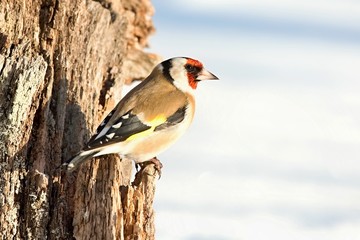European Goldfinch , Carduelis carduelis, sitting on a branch. Snow in the background. Europe, country Slovakia.