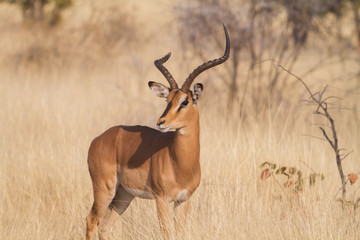 impala