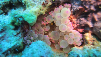 coral