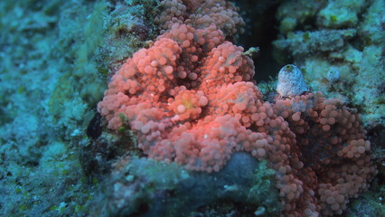coral