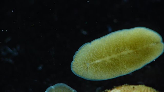 Marine flatworm, planaria, crawling on the glass