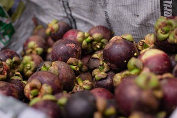 Mangosteen