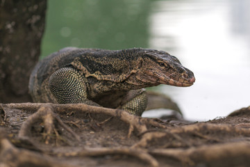 Dragon lizard