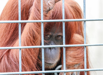 Fototapeta premium Trauriger Orang-Utan hinter Gittern