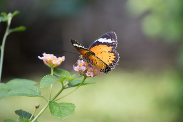 Colorful butterflies