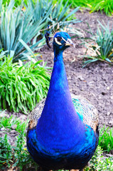 Amazing portrait of peacock!Summer background.Zoo