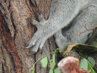 Griffes de koala (Phascolarctos cinereus)