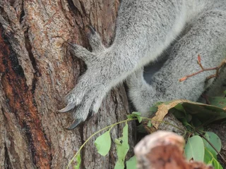 Abwaschbare Fototapete Koala Koala-Klauen (Phascolarctos cinereus)