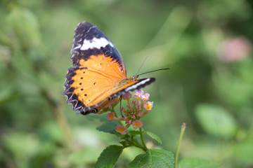 Colorful butterflie