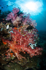 Fototapeta na wymiar Soft Coral Bouquet on Coral Reef in Indonesia