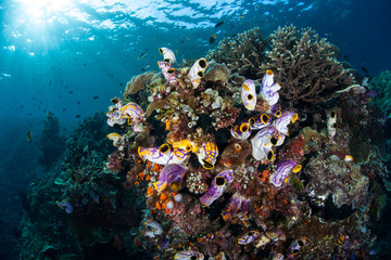 Fototapeta na wymiar Colorful Tunicates and Coral Reef in Raja Ampat