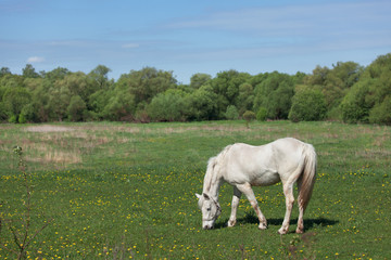 Obraz na płótnie Canvas beautiful white horse