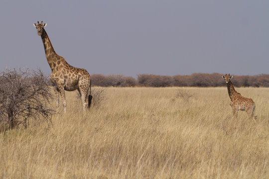 giraffe and baby