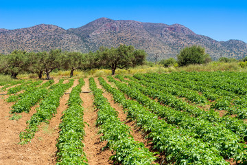Fototapeta na wymiar Potato field and olive trees spread over the foothills of the mountains. Crete Island. Greece.
