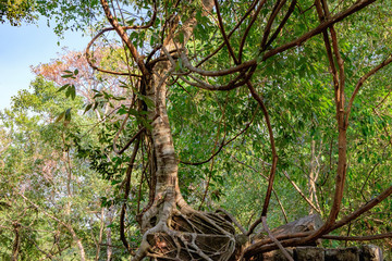 Dense jungle near Beng Melea Temple in Angkor Complex, Siem Reap, Cambodia. Beng Melea has been left largely unrestored, with trees and other vegetation growing among the ruins.