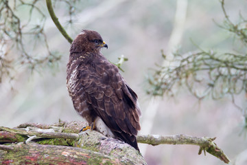 Mäusebussard auf Kieferast