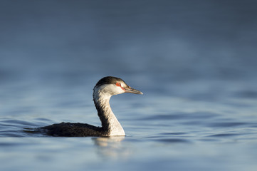 Fototapeta premium Swimming Horned Grebe